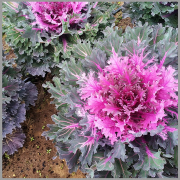 Heirloom Non-GMO Purple Kale Flower Seeds for Edible Ornamental Garden Planting for planting in home garden