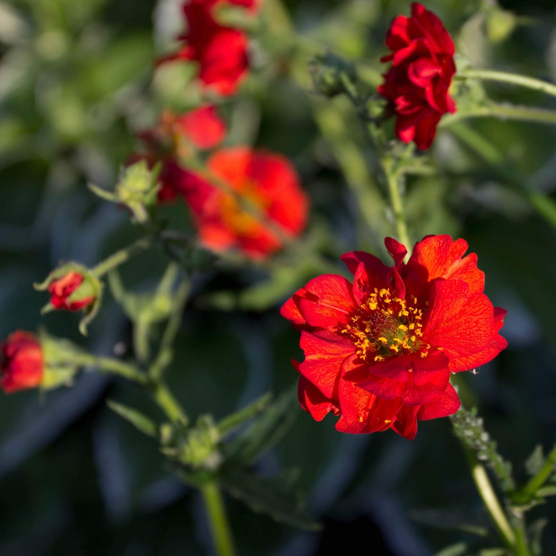 Red (Red scientific name) for planting in garden