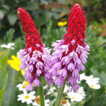 Pink Vialii Flower Seeds for planting in home garden