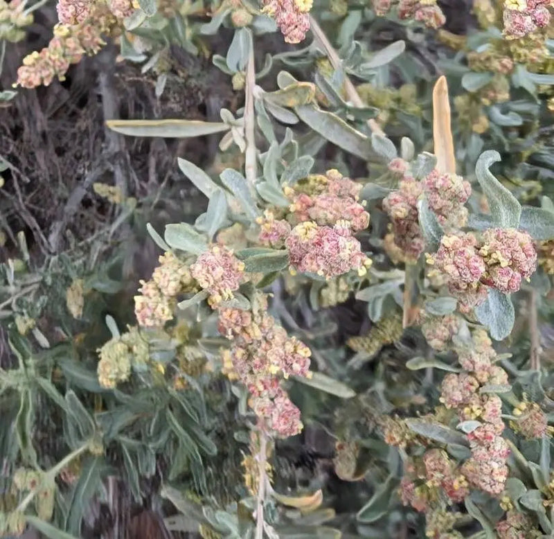 Atriplex Canescens Seeds for Planting - NON GMO Seeds seeds for planting in home garden