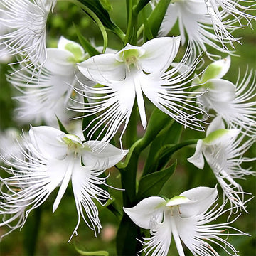 Radiata White Flower Seeds for Planting for planting in home garden