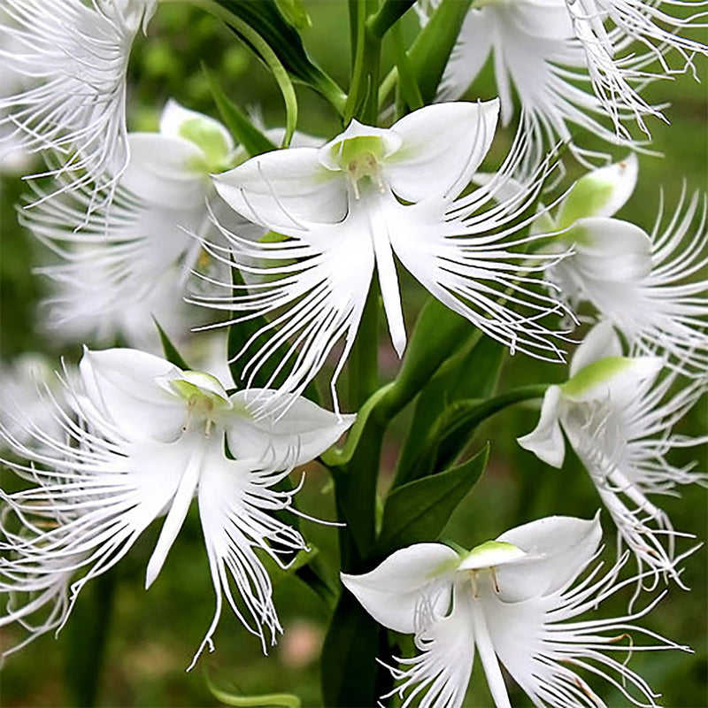 Radiata White Flower Seeds for Planting for planting in home garden