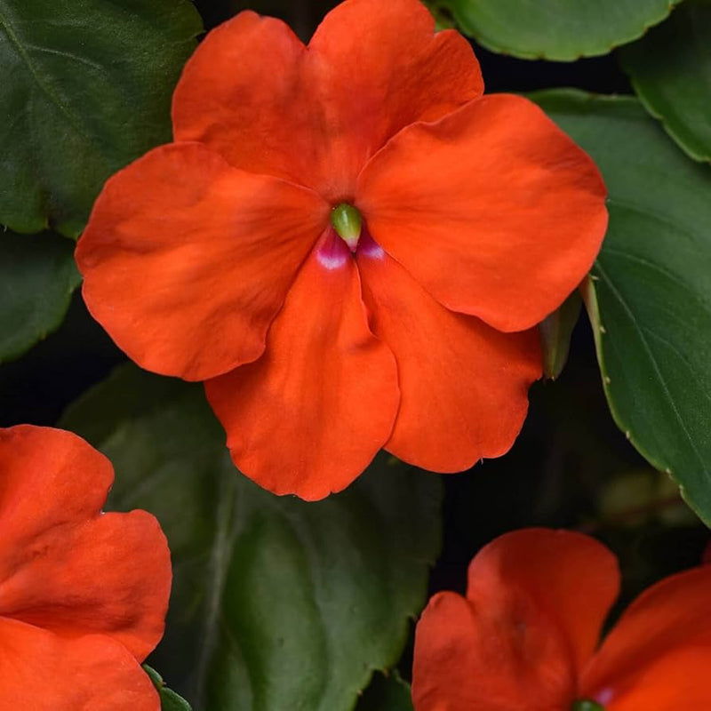Orange Impatiens Flower Seeds for Planting - 100 pcs seeds for planting in home garden