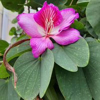 Bauhinia Flower Seeds for Planting, Heirloom, Non-GMHeirloom Bauhinia Flower Seeds, Non-GMO Orchid Tree Blooms for Tropical Garden PlantingO, 100 pcs for planting in home garden