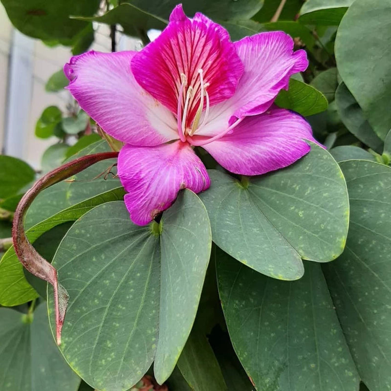 Bauhinia Flower Seeds for Planting, Heirloom, Non-GMHeirloom Bauhinia Flower Seeds, Non-GMO Orchid Tree Blooms for Tropical Garden PlantingO, 100 pcs for planting in home garden