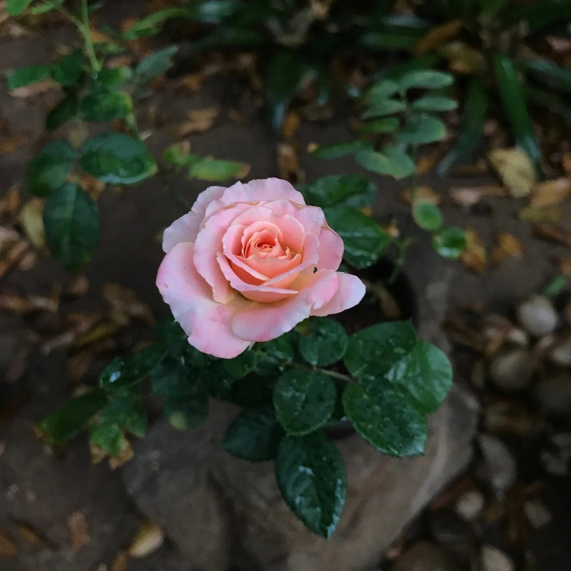 Miniature Rose Heirloom Non-GMO Seeds for Planting for planting in home garden