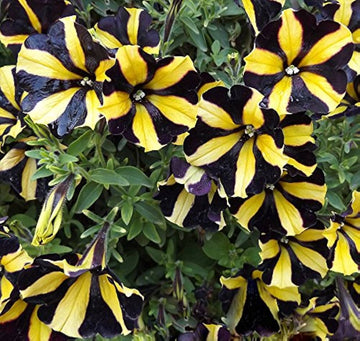 Yellow Black Playmates Flower Seeds for Planting - 100 pcs seeds for planting in home garden