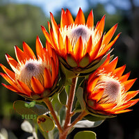 Orange Protea Flower Seeds for Planting - 100 pcs seeds for planting in home garden
