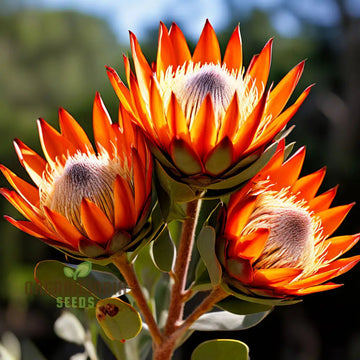 Orange Protea Flower Seeds for Planting - 100 pcs seeds for planting in home garden