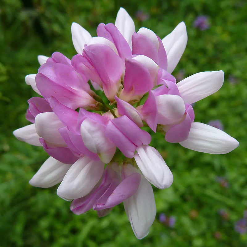 Violet (Violet scientific name) for planting in garden