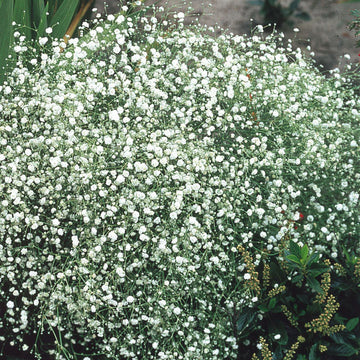 White Gyposophila Elegans Plant Seeds for Planting - 100 pcs seeds for planting in home garden