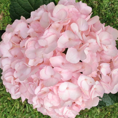100 Pcs