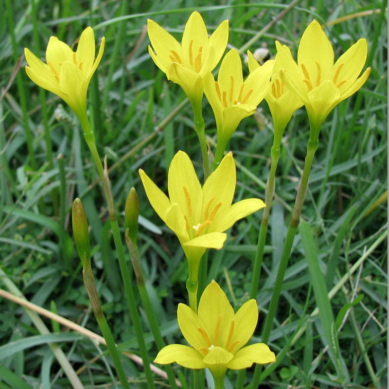 Yellow (Yellow scientific name) for planting in garden