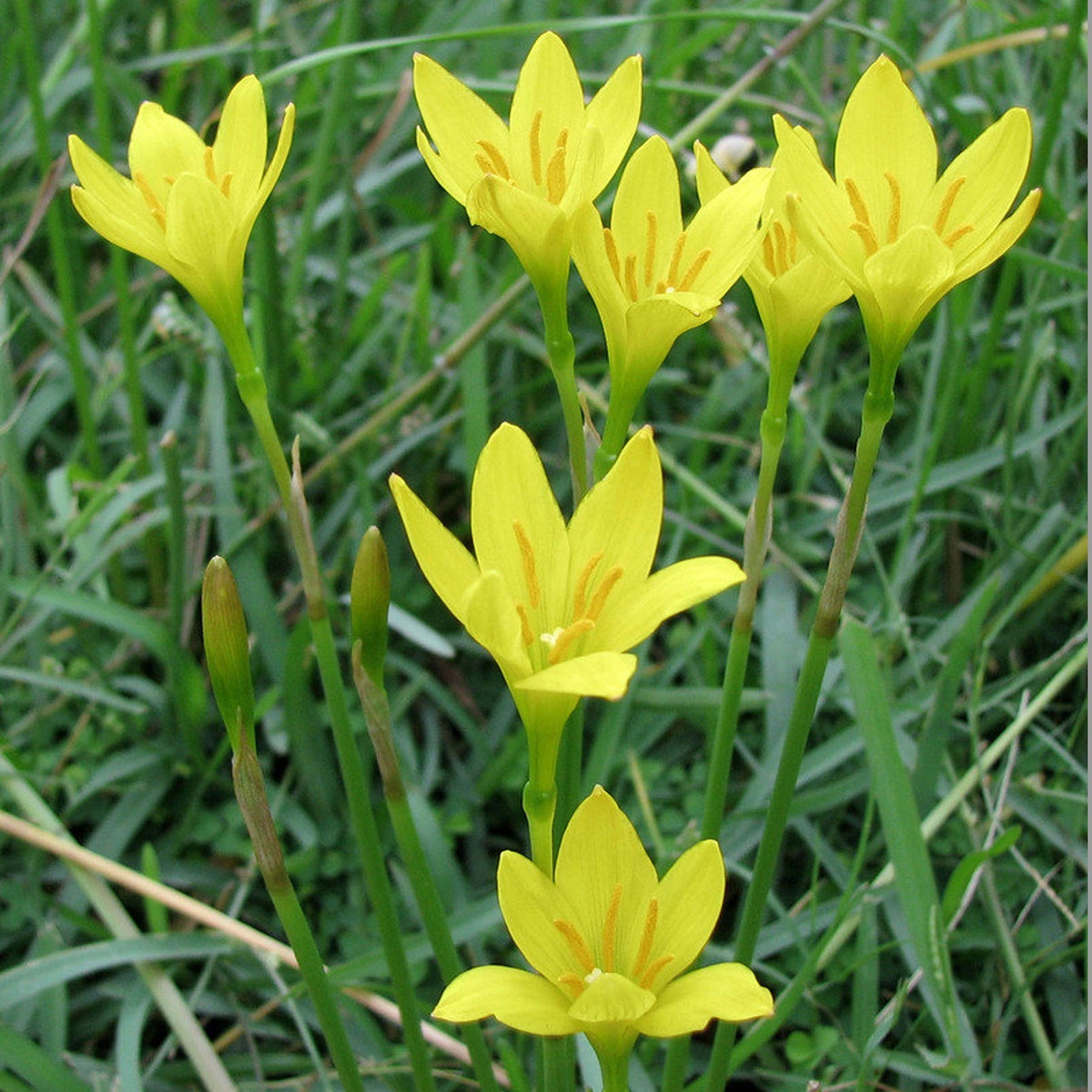 Yellow (Yellow scientific name) for planting in garden