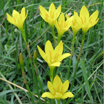Yellow (Yellow scientific name) for planting in garden