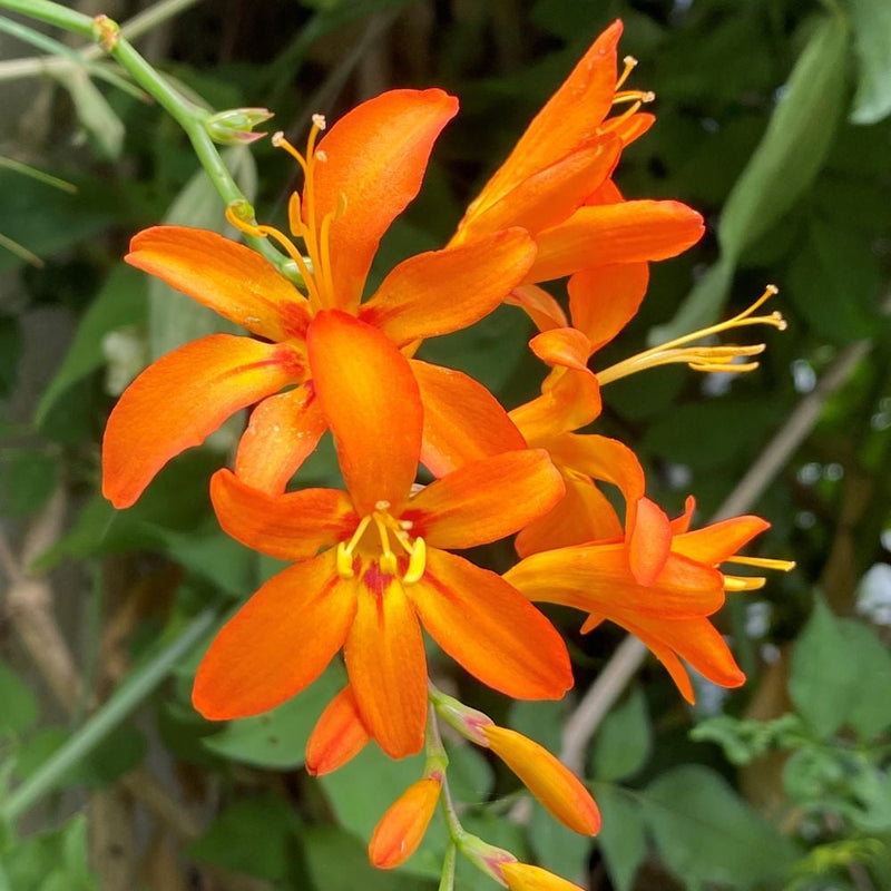 Orange Crocosmia flower seeds for planting - Heirloom and Non-GMO garden seeds for planting in home garden