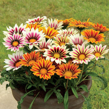 Treasure (Treasure scientific name) for planting in garden