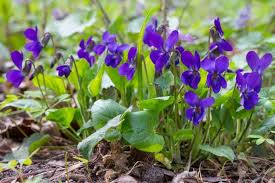 Viola Odorata Plant Seeds Purple for Planting NON GMO Seeds seeds for planting in home garden