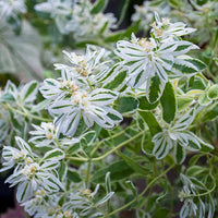 Heirloom Euphorbia Early Snow White Flower Seeds for Planting, Non-GMO for planting in home garden