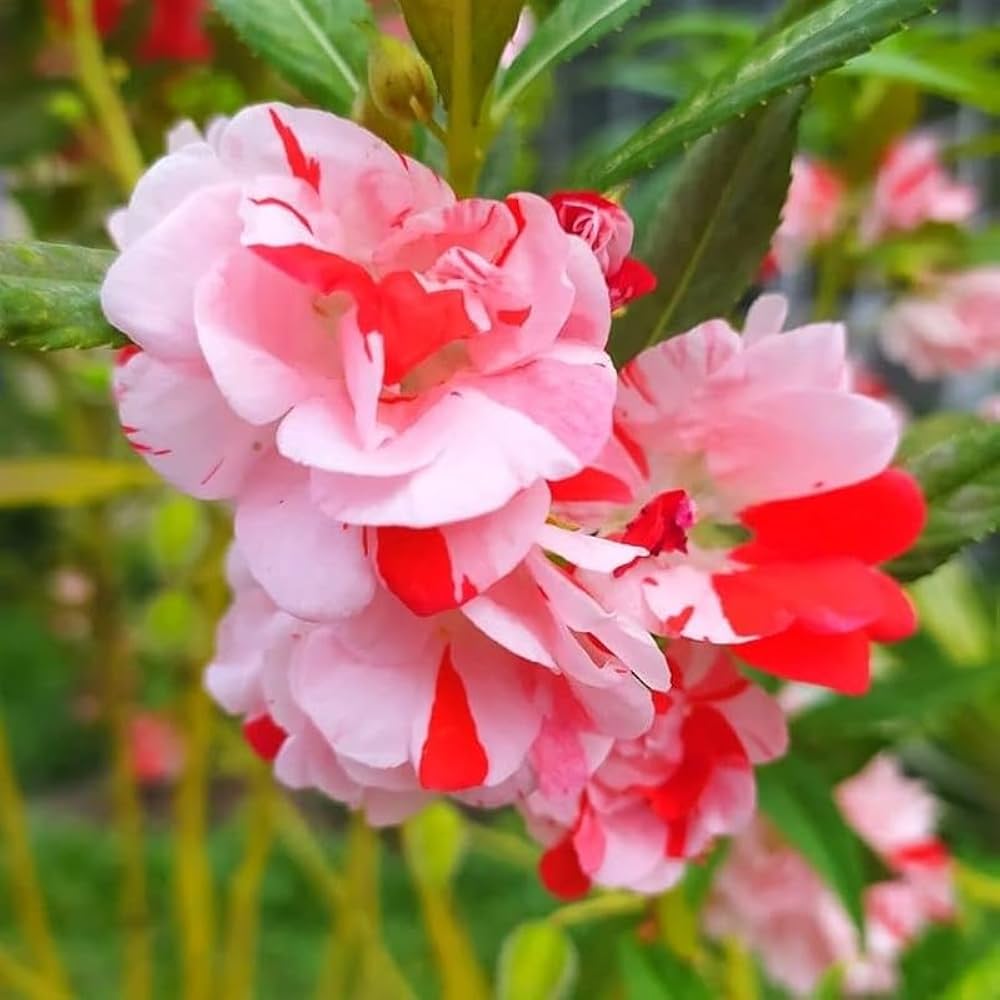 Balsam Flower Seeds for Planting, Fresh, NON GMO Seeds seeds for planting in home garden