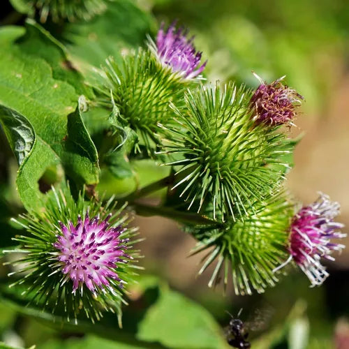 Granjas (Granjas scientific name) for planting in garden