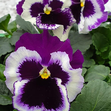 Purple White Pansy Seeds for Planting | Heirloom, Non-GMO, Organic Charming Blooms for planting in home garden