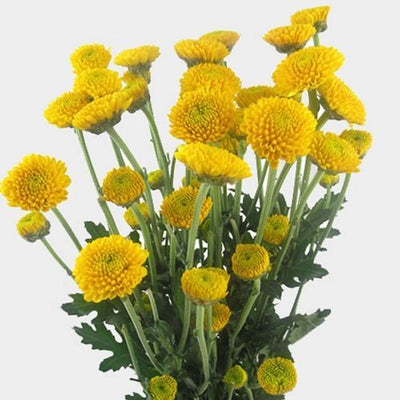 100 Pcs