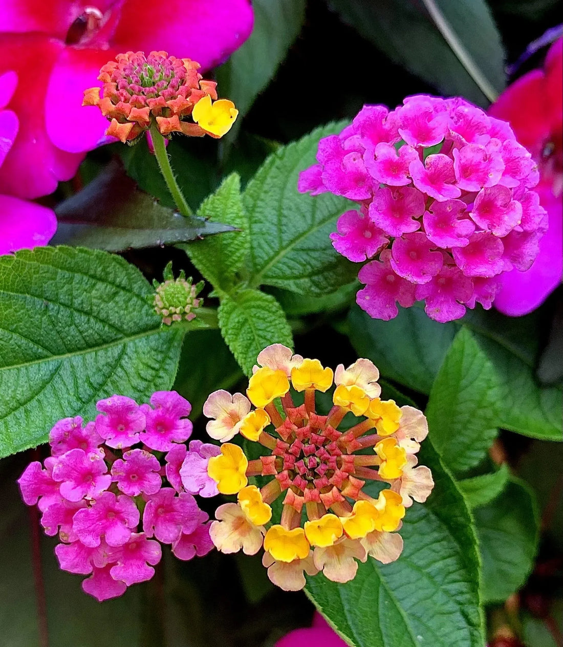 Lantana Flower Seeds Heirloom Non GMO Planting - 100 pcs