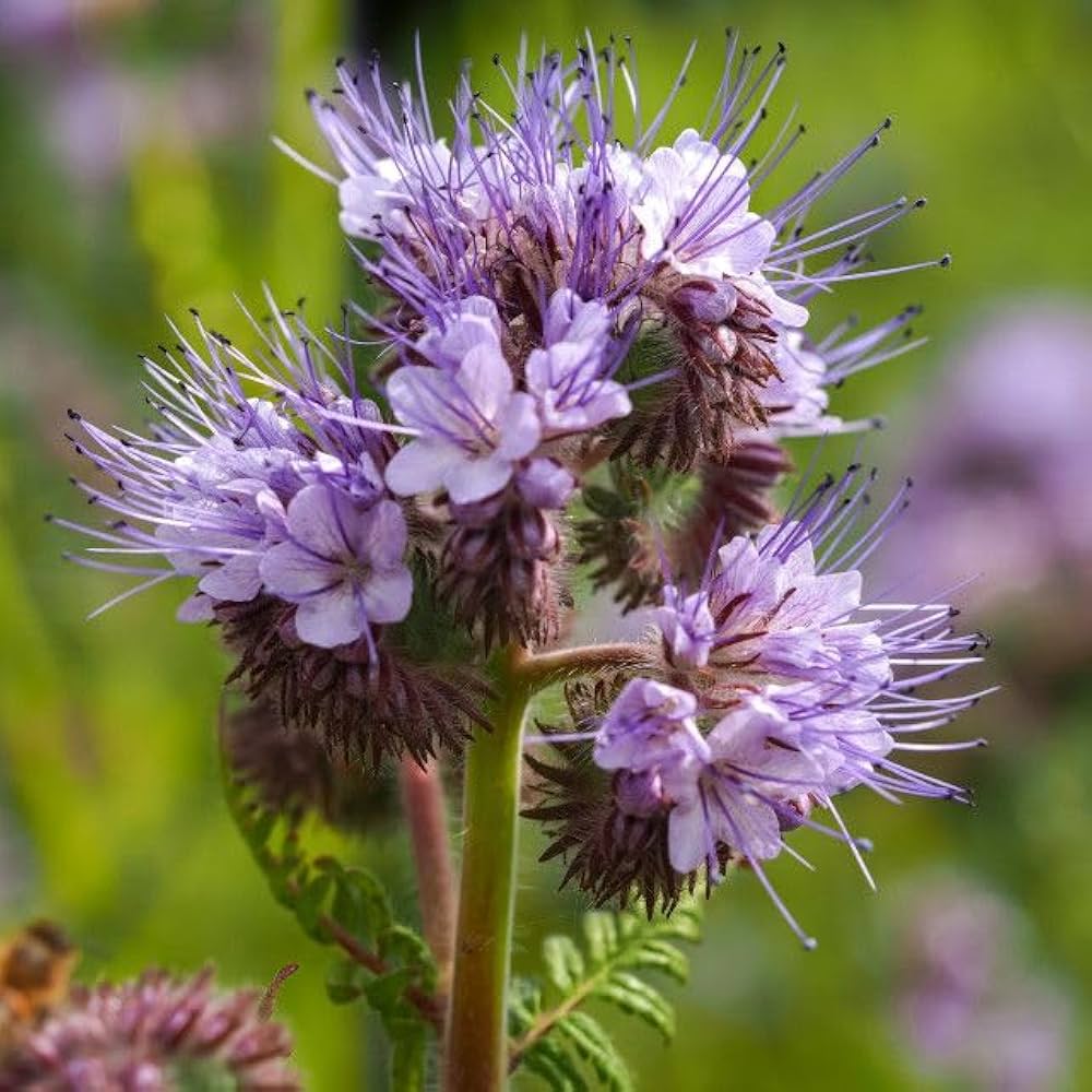 Heirloom Non-GMO Violet Lacy Phacelia Flower Seeds for Garden Pollinator Planting for planting in home garden