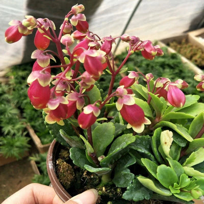 100 Pcs