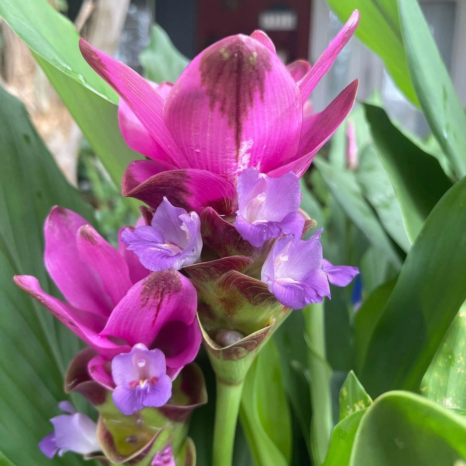 Purple (Purple scientific name) for planting in garden