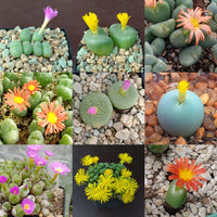 Mixed Conophytum Hammeri Plant Seeds for Planting, 100 pcs seeds for planting in home garden