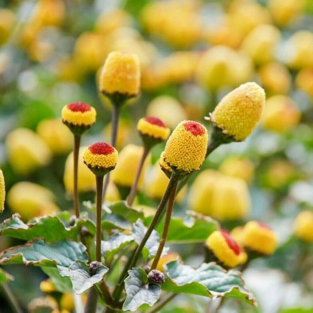 Yellow Spilanthes Acmella Plant Seeds for planting in home garden