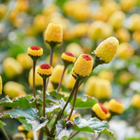 Yellow Spilanthes Acmella Plant Seeds for planting in home garden