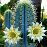 Blue (Blue scientific name) for planting in garden