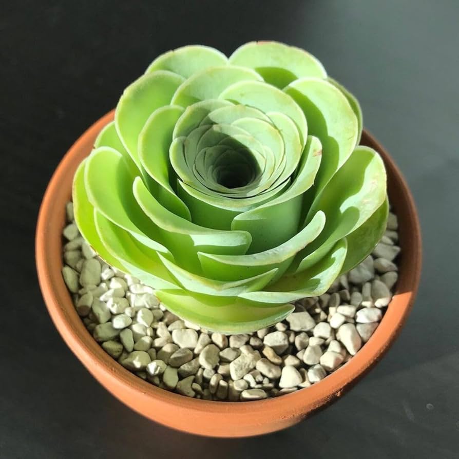 Heirloom Canary Aeonium Flower Seeds, Non-GMO Succulent Rosette Blooms for Drought-Tolerant Garden Planting for planting in home garden