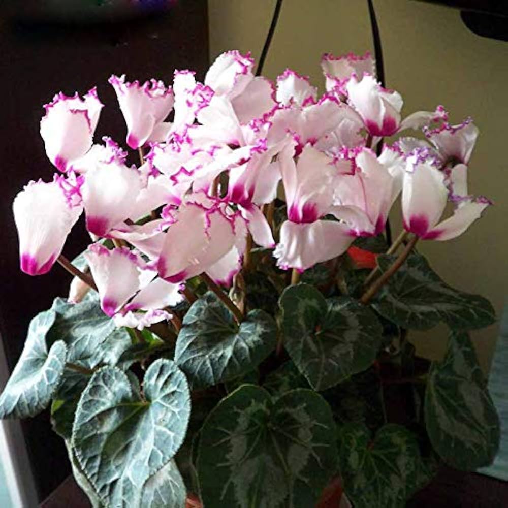 Purple White Cyclamen Flower Seeds for Planting - 100 pcs seeds for planting in home garden