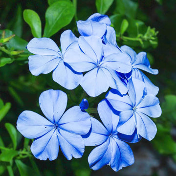 Plumbago Flower Seeds â€“ Heirloom, Non-GMO Seeds for Planting Vibrant Blue Garden Blooms for planting in home garden