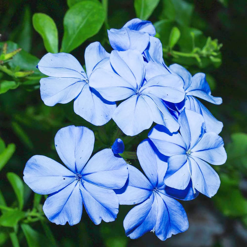 Plumbago Flower Seeds â€“ Heirloom, Non-GMO Seeds for Planting Vibrant Blue Garden Blooms for planting in home garden