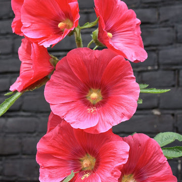 Red (Red scientific name) for planting in garden