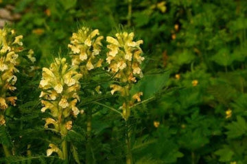 Yellow Pedicularis Lanceolata Flower Seeds for Planting - 100 pcs seeds for planting in home garden