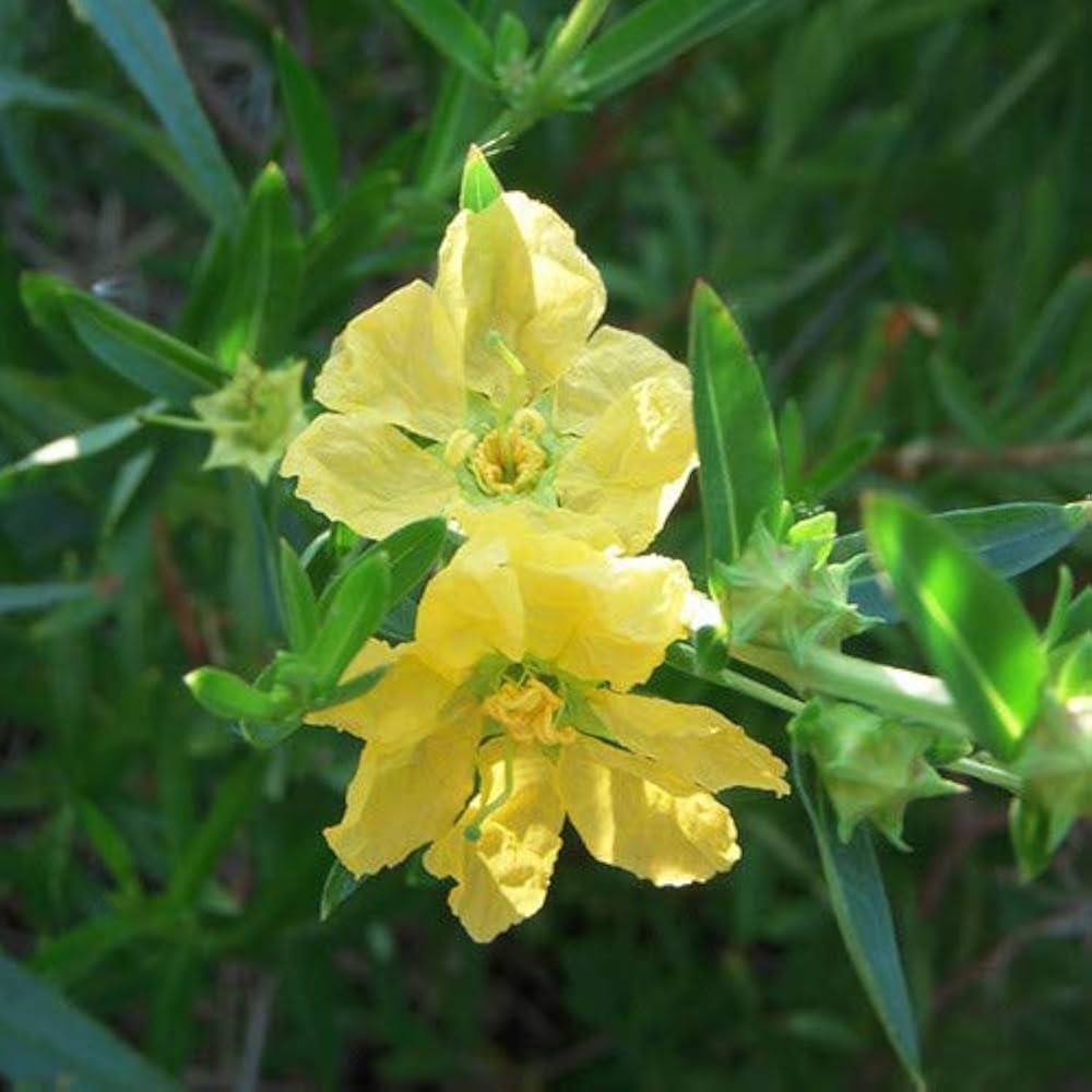 Heirloom Non-GMO Yellow Heimia Flower Seeds for Bright Garden Edges and Seasonal Planting for planting in home garden