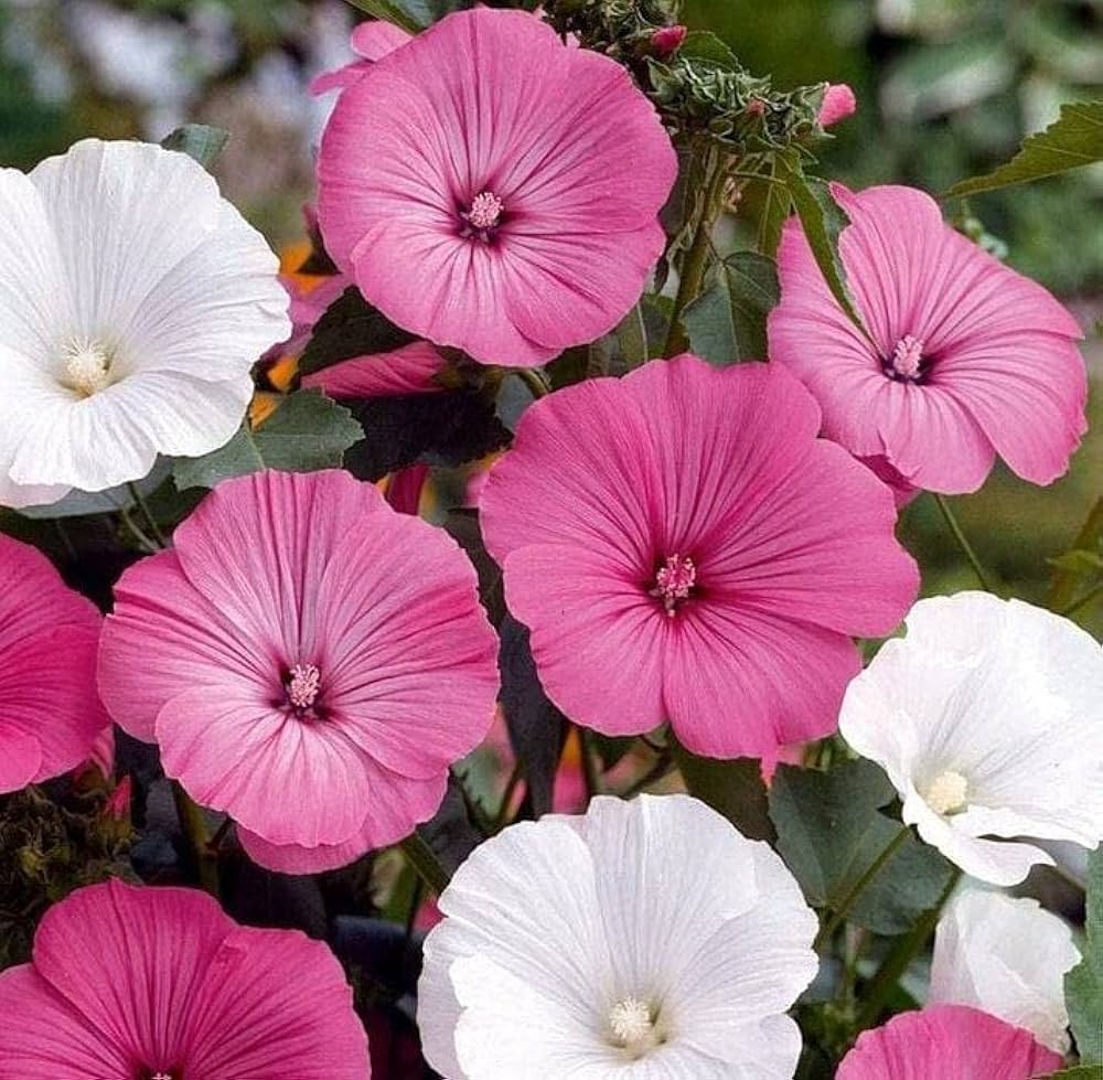 White (White scientific name) for planting in garden