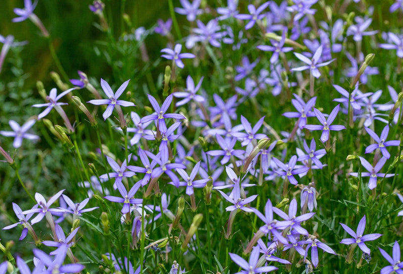 Blue Laurentia Flower Seeds for Planting - 100 pcs seeds for planting in home garden
