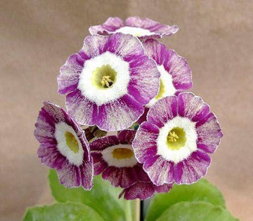 Violet Primula Seeds for Planting - 100 pcs seeds for planting in home garden