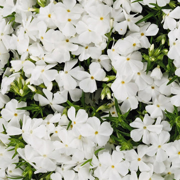 White (White scientific name) for planting in garden