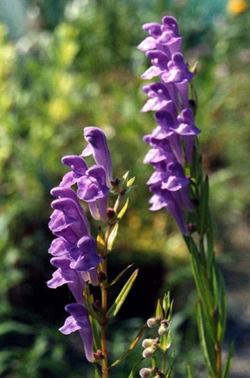 Blue Scutellaria Baicalensis Flower Seeds for Planting NON GMO Seeds seeds for planting in home garden