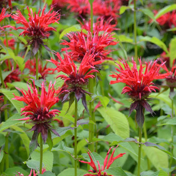 Heirloom Non-GMO Red Monarda Didyma Flower Seeds for Pollinator-Friendly Gardens and Vibrant Planting for planting in home garden
