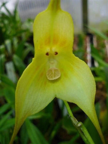 Light Green Monkey Face Orchid Seeds for Planting - Heirloom Seeds for Home Garden, GMO Free for planting in home garden