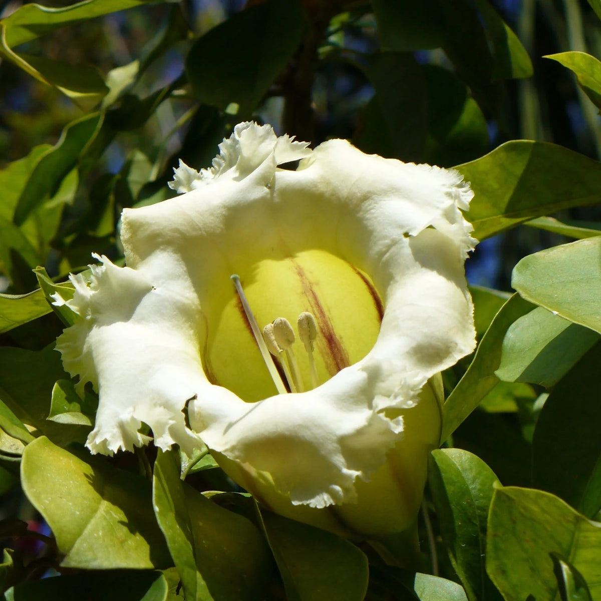Heirloom Non-GMO Solandra Grandiflora Flower Seeds for Tropical Garden Landscapes and Bold Bloom Displays for planting in home garden